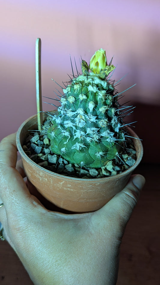 Copiapoa hypogaea (287)