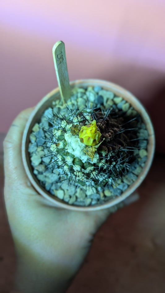 Copiapoa hypogaea (287)