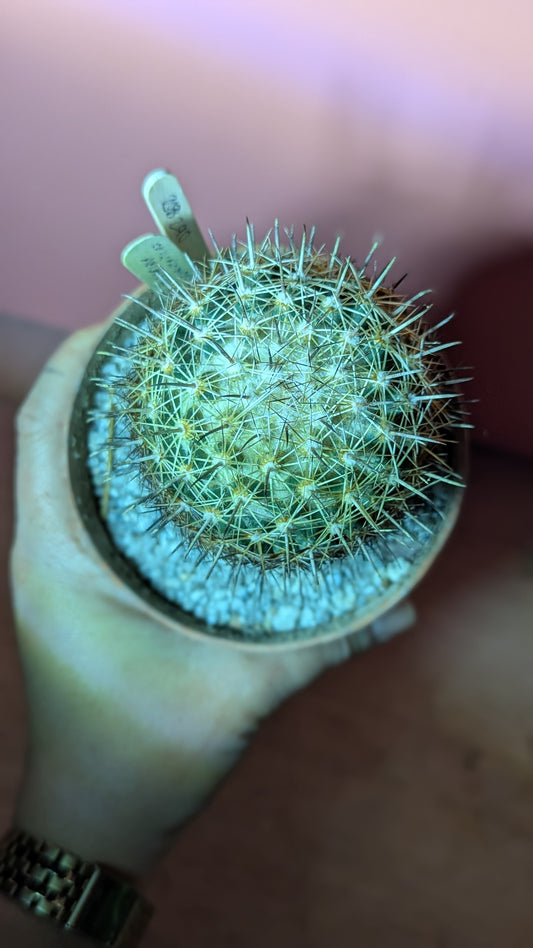 Copyphantha palmeri (290)