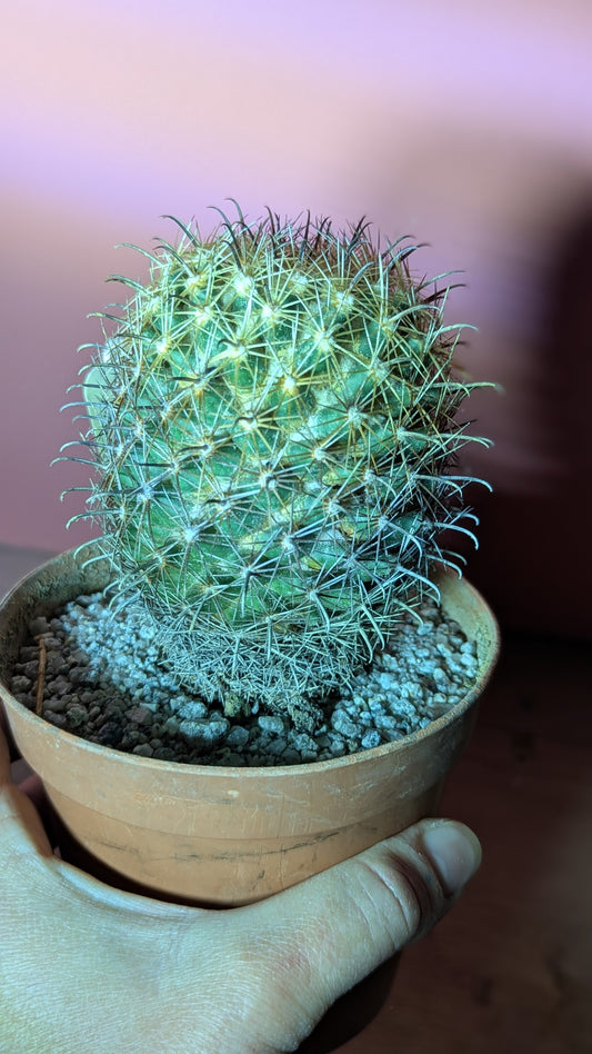 Copyphantha palmeri (290)