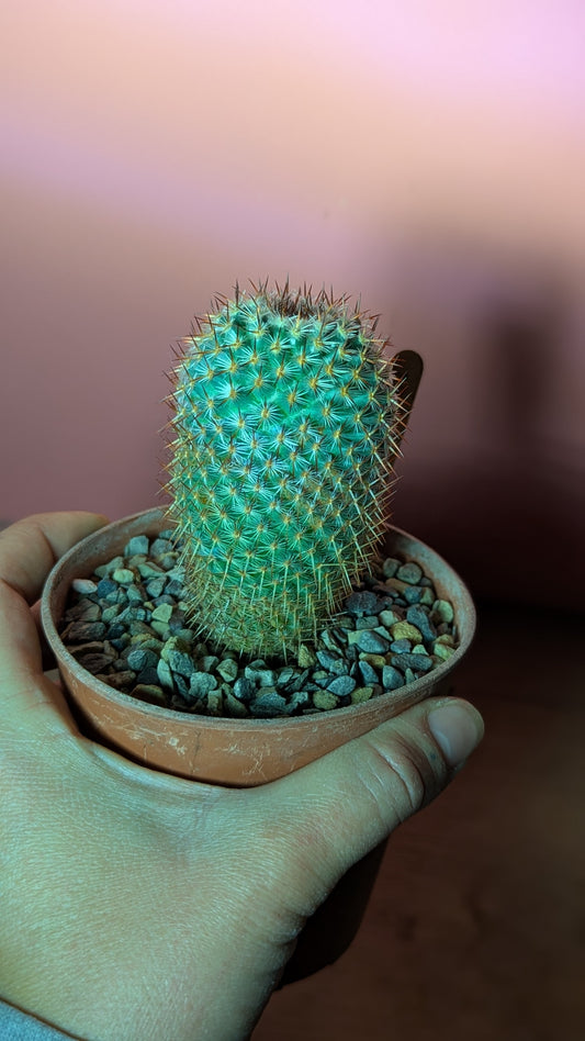 Mammillaria elegans (291)