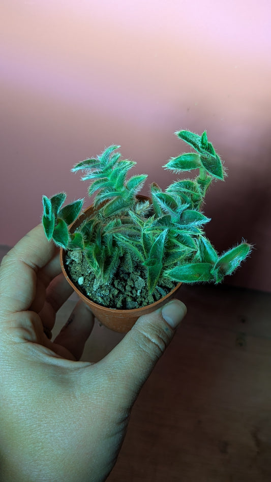 Cyanotis somaliensis (293)