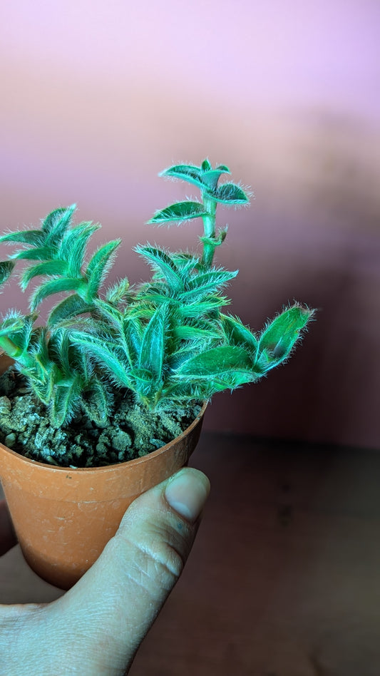 Cyanotis somaliensis (293)