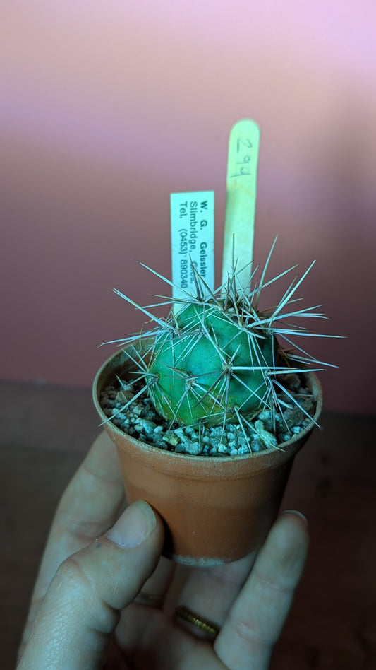 Tephrocactus alexanderi (299)