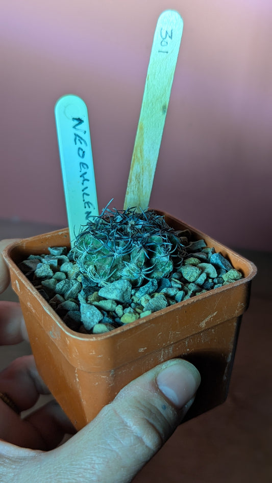Neochilenia species (301)