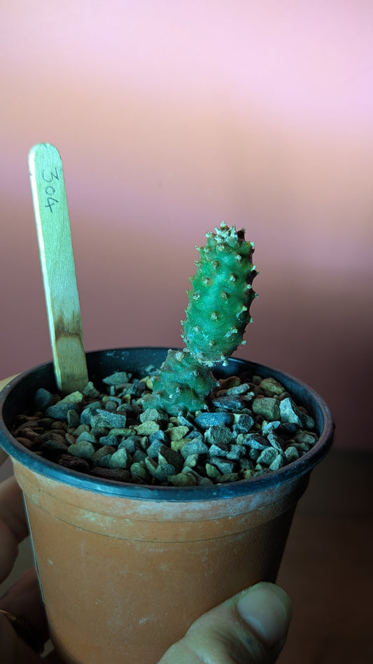 Tephrocactus strobiliformis (304)