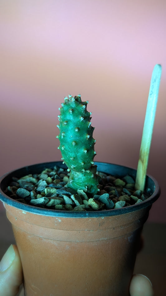 Tephrocactus strobiliformis (304)