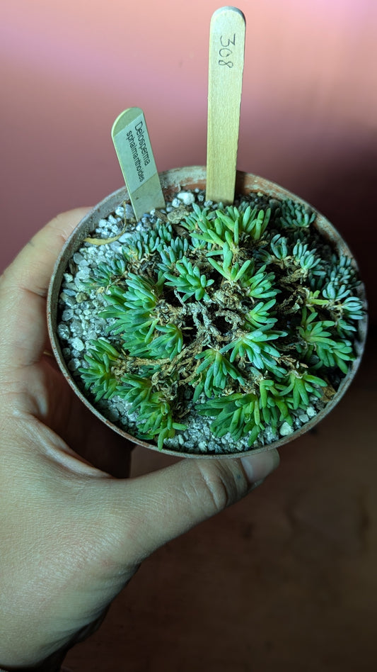 Delosperma sphalmanthoides (308)