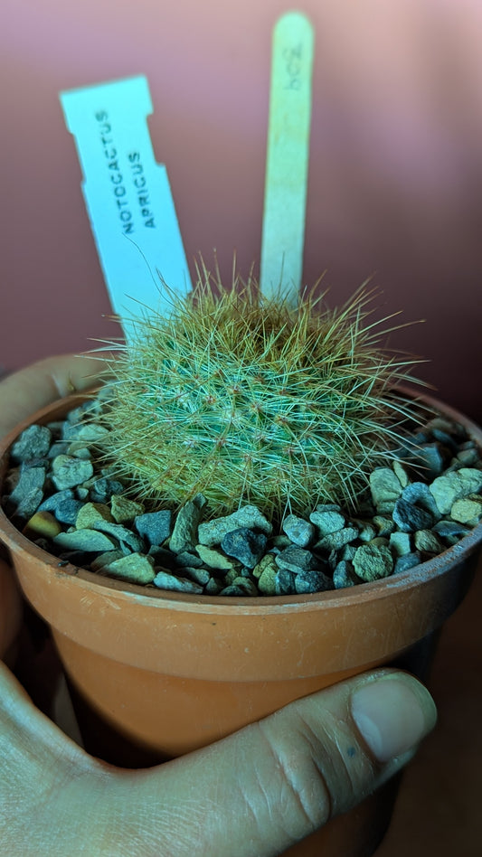 Notocactus apricus (309)