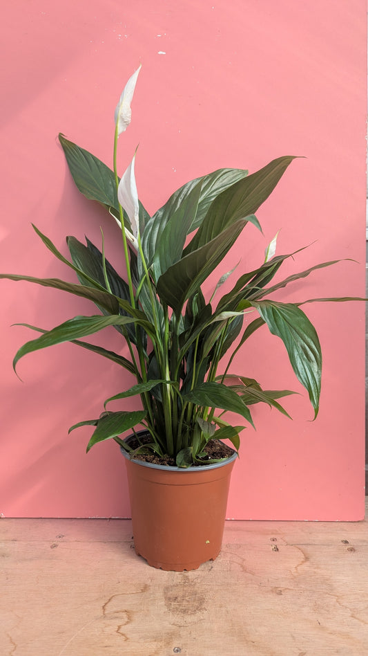 Peace lily M