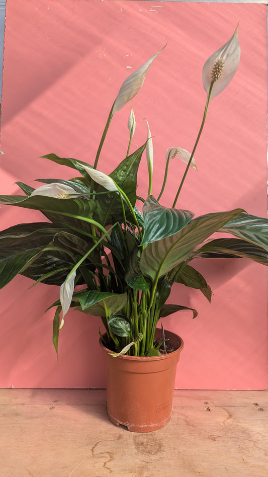 Peace lily L