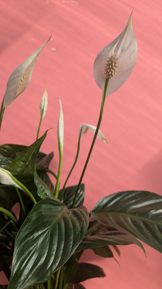 Peace lily L