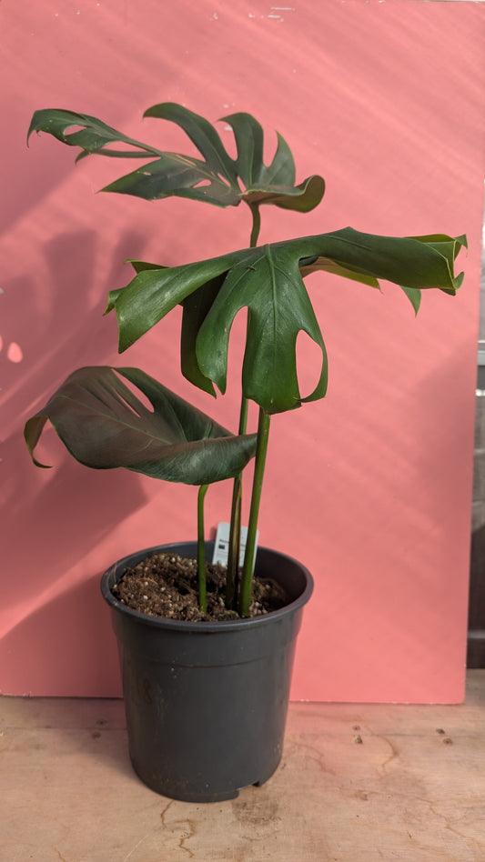 Monstera deliciosa large form