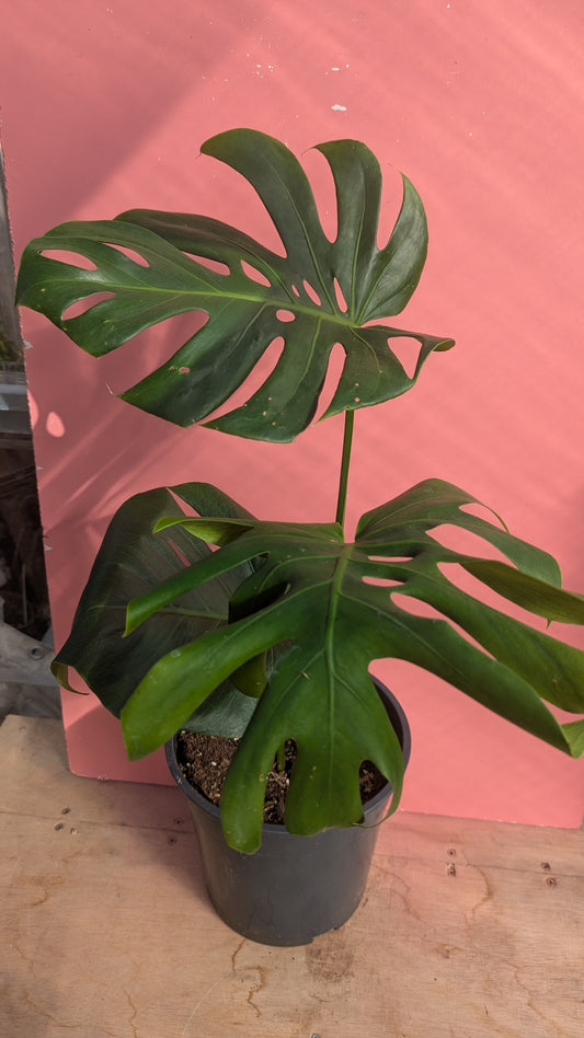 Monstera deliciosa large form