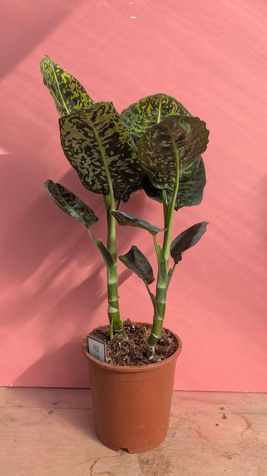 Dieffenbachia reflector