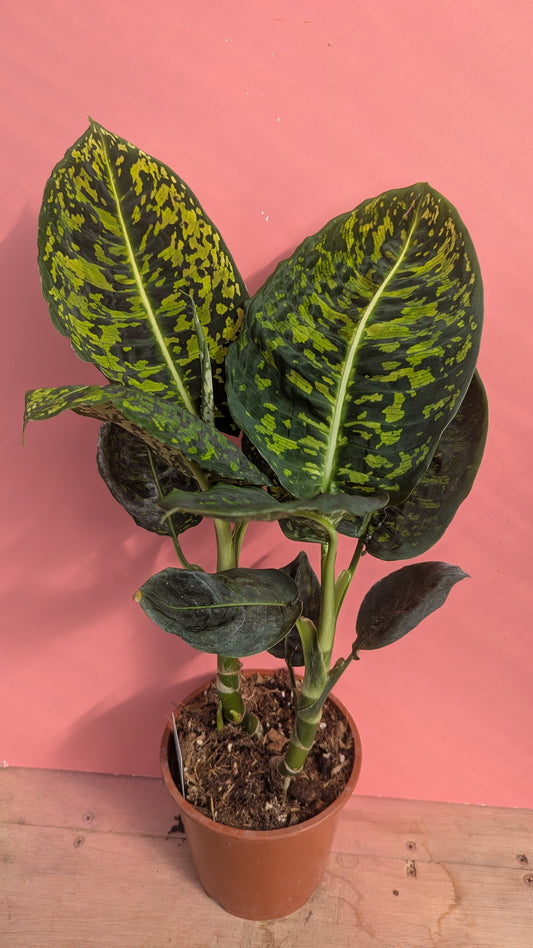Dieffenbachia reflector