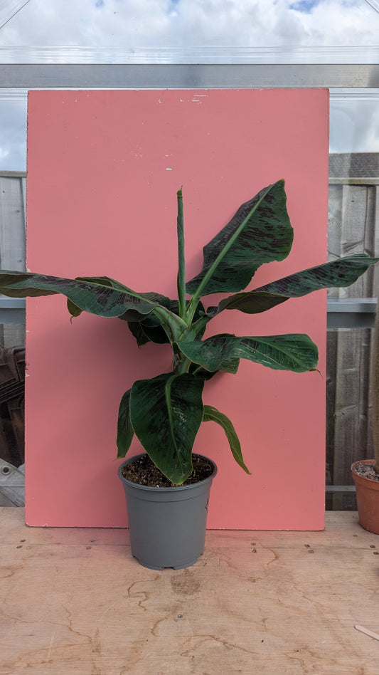 Musa tropicana (banana)
