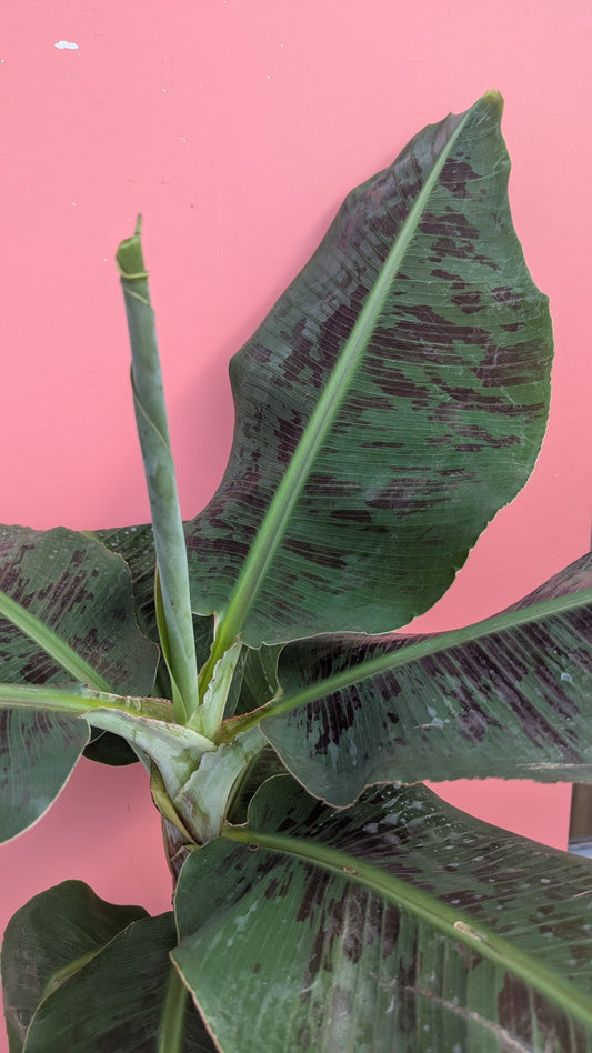 Musa tropicana (banana)