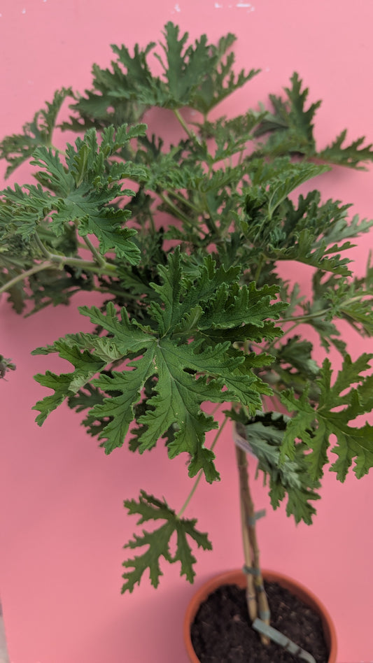 Pelargonium citrus