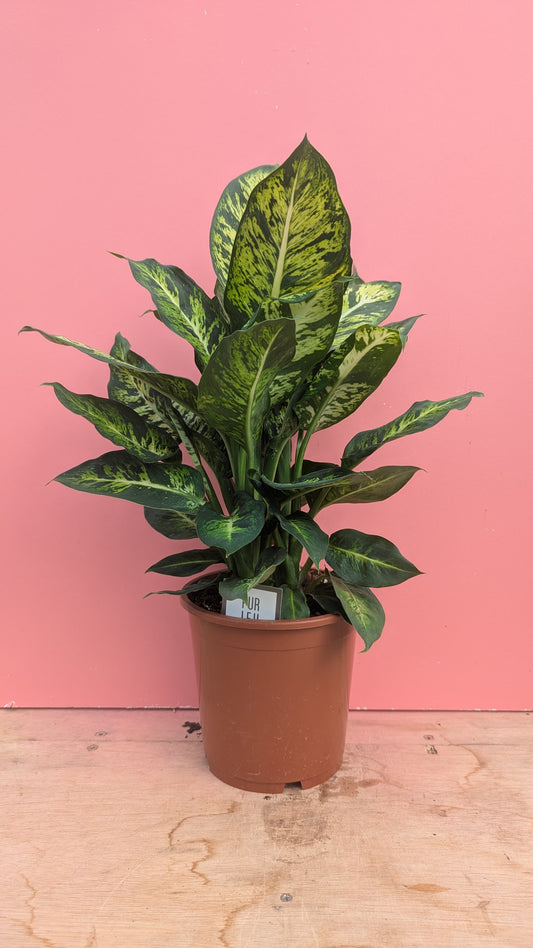 Dieffenbachia sublime