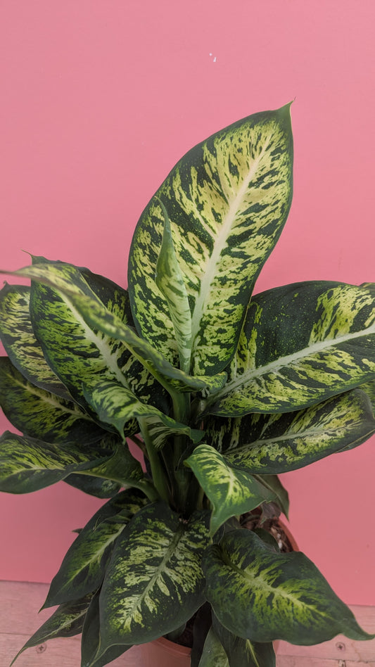 Dieffenbachia sublime
