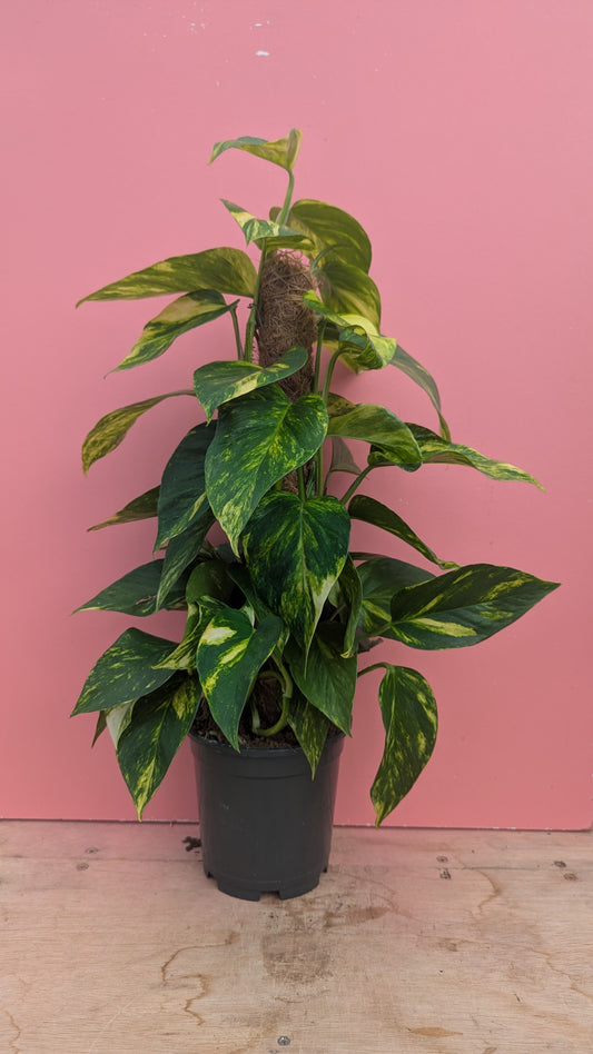 Epipremnum aureum on moss pole