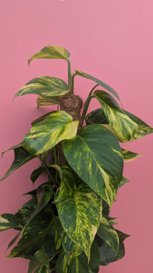 Epipremnum aureum on moss pole