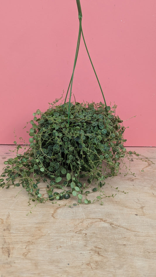 Peperomia prostrata 'String of Turtles' hangpot