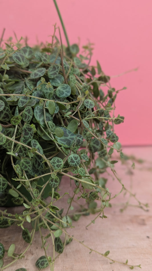 Peperomia prostrata 'String of Turtles' hangpot