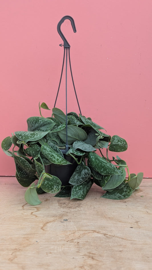 Scindapsus 'Silvery Ann' hangpot