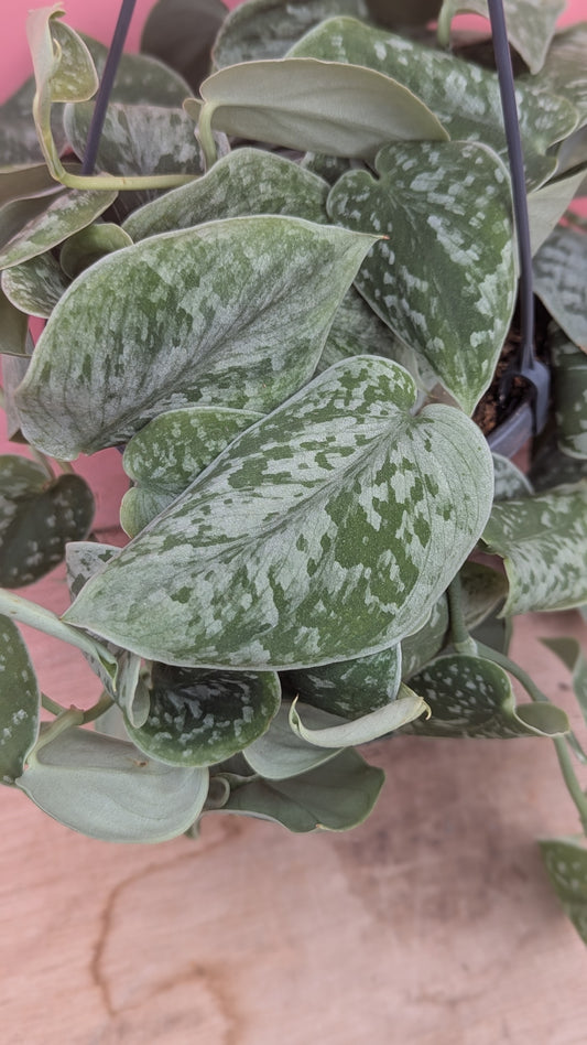 Scindapsus 'Silvery Ann' hangpot