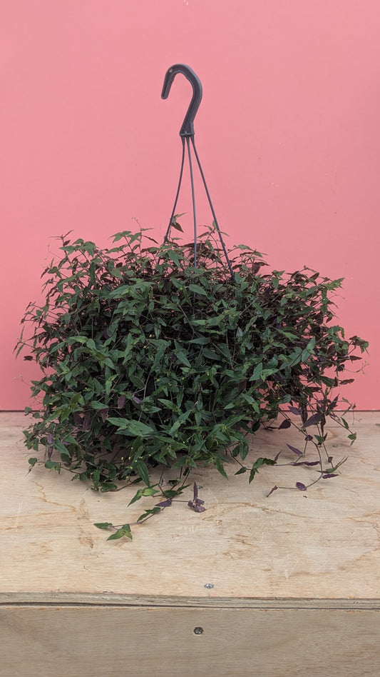 Tradescantia multiflora hangpot
