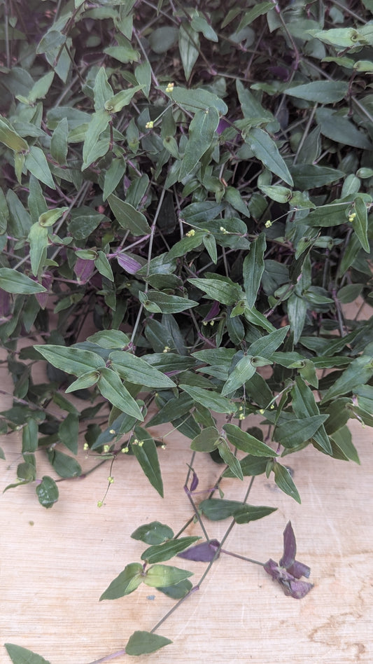 Tradescantia multiflora hangpot