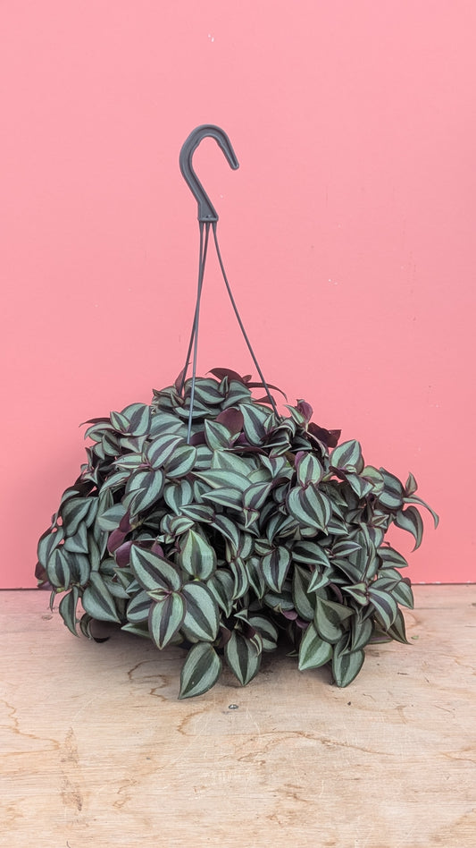 Tradescantia purpusii hangpot