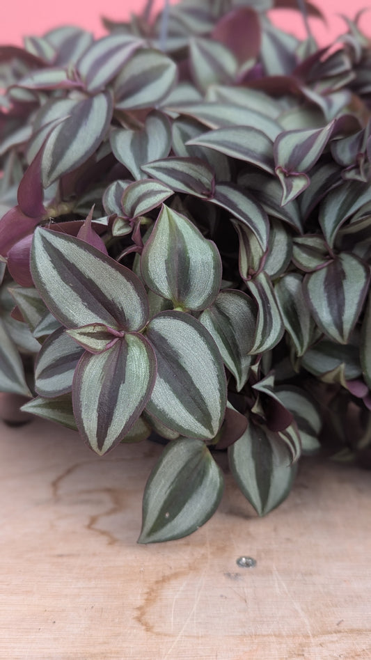 Tradescantia purpusii hangpot