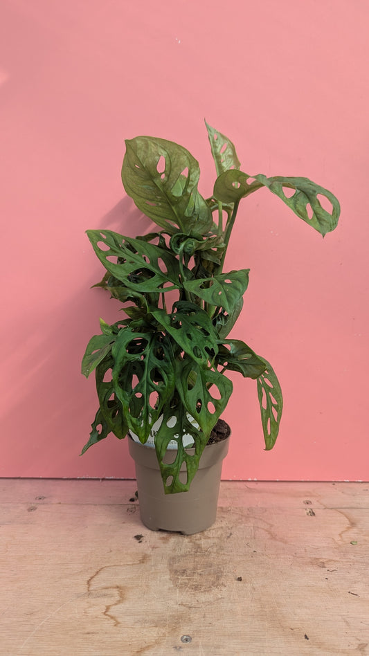 Monstera adansonii 'Monkey Mask'