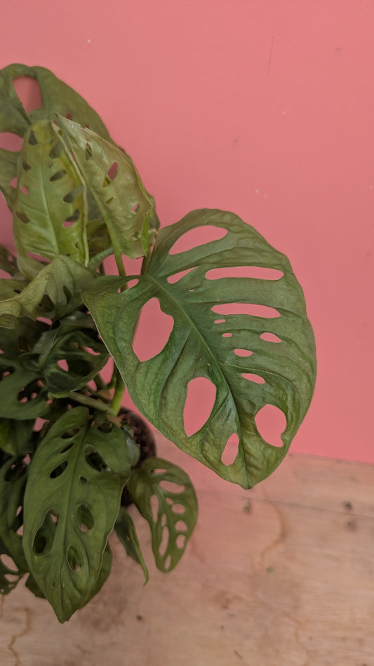 Monstera adansonii 'Monkey Mask'