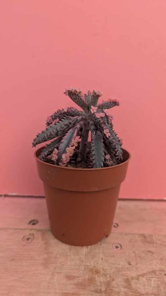Kalanchoe 'Pink Butterfly' (Mother of Thousands)