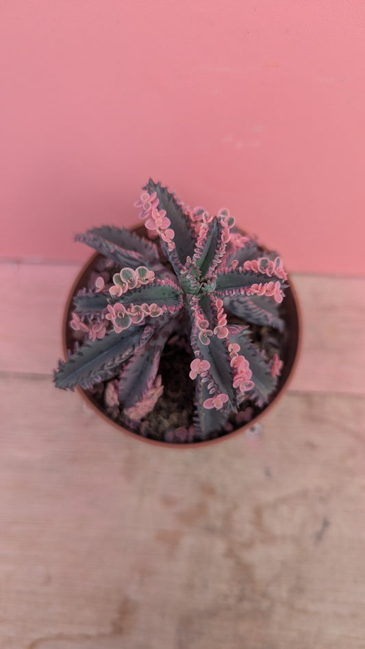 Kalanchoe 'Pink Butterfly' (Mother of Thousands)