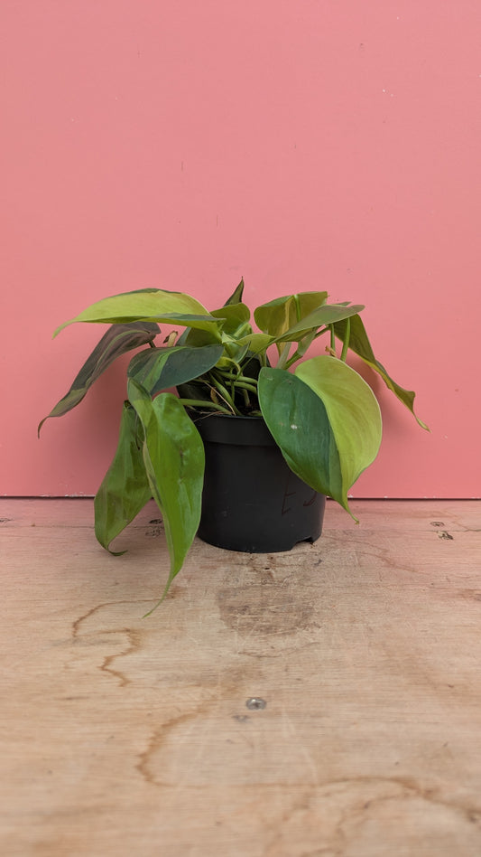 Philodendron brasil