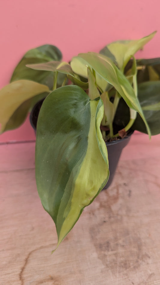 Philodendron brasil