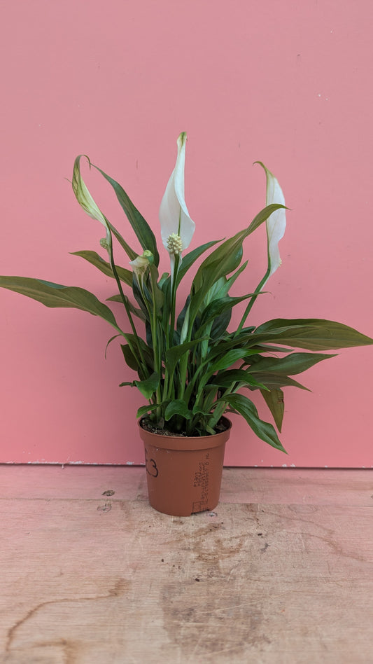 Peace lily XS