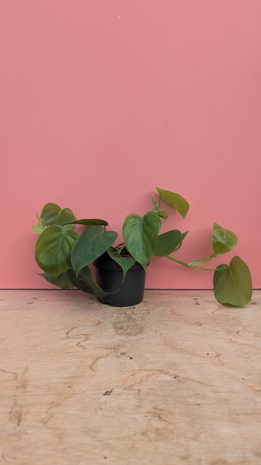 Philodendron scandens