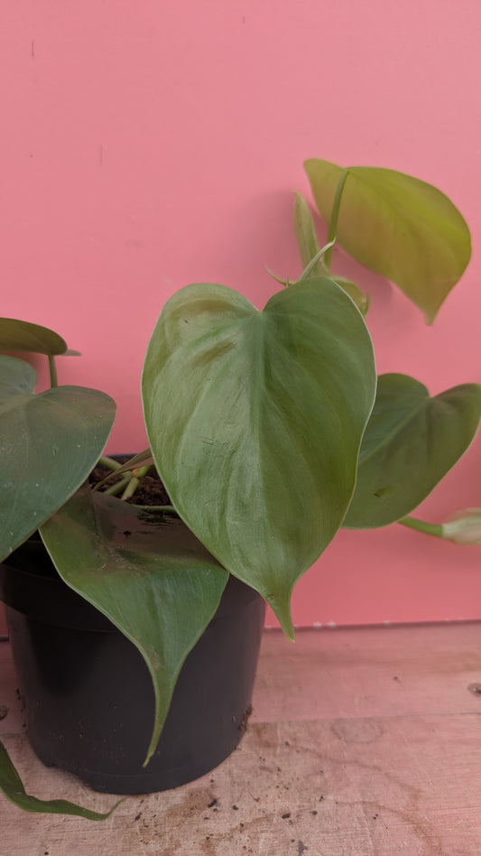 Philodendron scandens