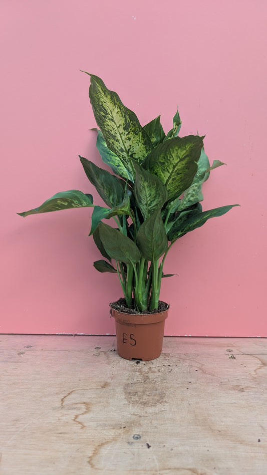 Dieffenbachia compacta