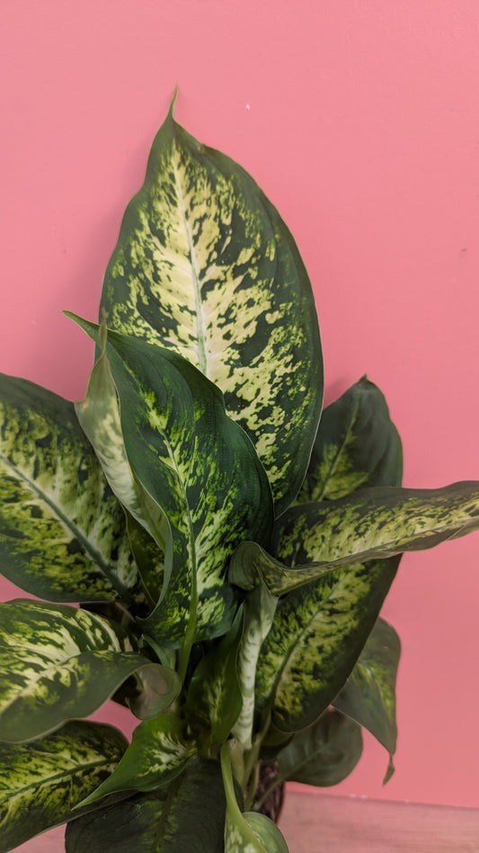 Dieffenbachia compacta