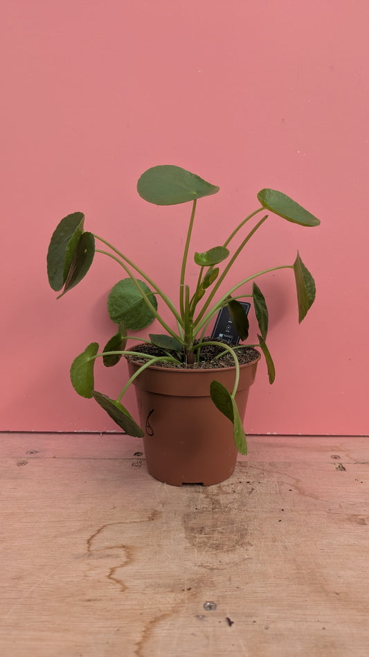 Pilea peperomioides 'Chinese Money Plant'