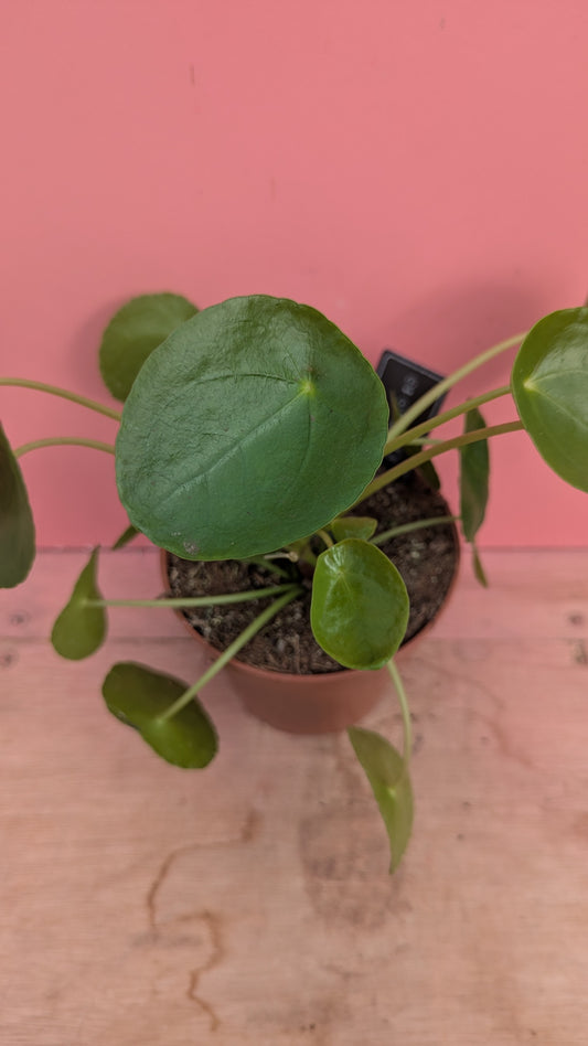Pilea peperomioides 'Chinese Money Plant'