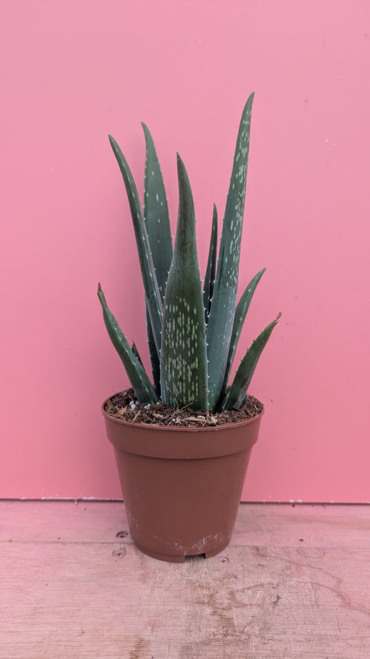 Aloe vera