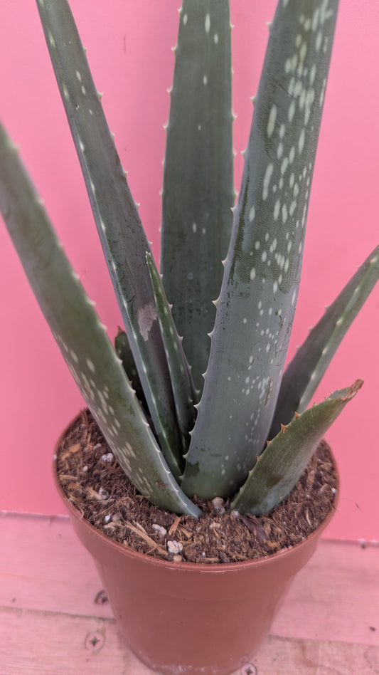 Aloe vera
